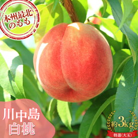 【ふるさと納税】 もぎたて発送 川中島白桃 特選 (大玉) 約3kg (7～11個) 【誠果園】 白桃 桃 もも モモ 青森県 南部町 三戸 南部 果物 くだもの フルーツ F21U-296