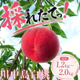 【ふるさと納税】8月25日まで受付延長中！ 桃 川中島白桃 白桃 約1.2kg~約2.0kg 期間限定 家庭用 先行予約 8月下旬発送 盛岡市産 家庭用 完熟 もも モモ momo 果物 くだもの 旬 産地直送 詰め合わせ ギフト 人気 ピーチ 夏 2026年 東北 岩手 盛岡 ふじむら農園 fujimura001P