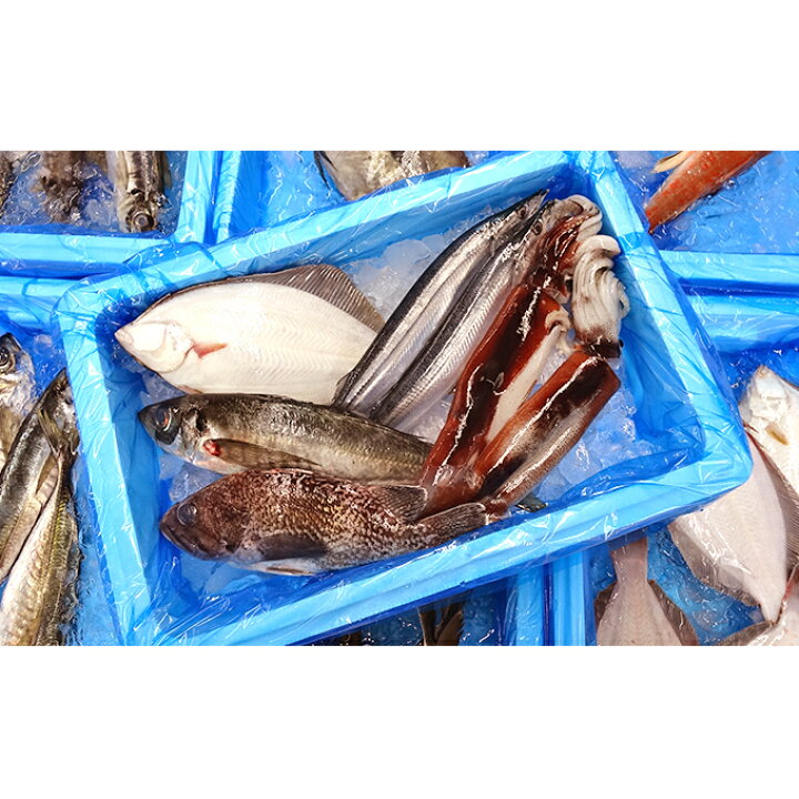 楽天市場 ふるさと納税 大船渡 旬の鮮魚便 魚介類 魚貝類 加工食品 鮮魚 岩手県大船渡市