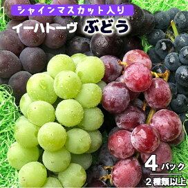 楽天市場 果物 ぶどう 岩手県花巻市 楽天市場 果物 ぶどう 岩手県花巻市