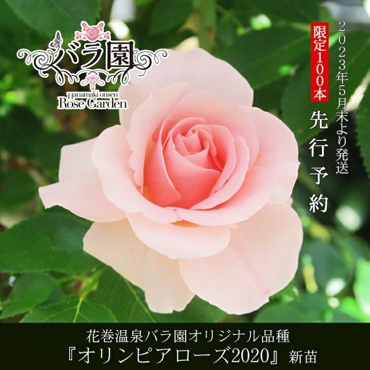 楽天市場 ふるさと納税 バラ 苗 花 花巻温泉 バラ園 オリジナル品種 オリンピアローズ 薔薇 岩手県花巻市 楽天市場 ふるさと納税 バラ 苗 花 花巻温泉 バラ園 オリジナル品種 オリンピアローズ 薔薇 岩手県花巻市