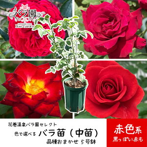 yӂ邳Ɣ[Łzys\zqFőIׂrԊoňuocv5TCY --q2025N7蔭r- V ӂ邳Ɣ[ 