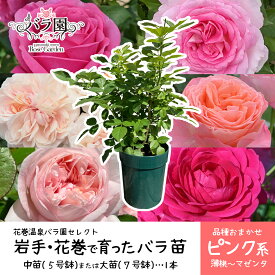 【ふるさと納税】色が選べる♪ 花巻温泉バラ園で育った ≪選べる苗！大苗（7号サイズ）or 中苗（5号サイズ）≫ -ピンク- ＜2026年3月より発送＞ 新着 ふるさと納税 花