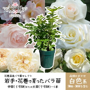 yӂ邳Ɣ[ŁzFIׂ Ԋoň IׂcIci7TCYjor ci5TCYj -- 2026N3蔭 ӂ邳Ɣ[ 