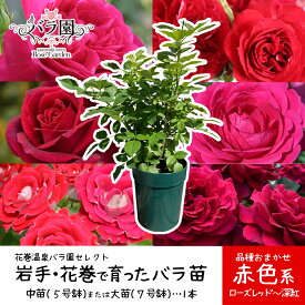 【ふるさと納税】色が選べる♪ 花巻温泉バラ園で育った ≪選べる苗！大苗（7号サイズ）or 中苗（5号サイズ）≫ -赤- ＜2026年3月より発送＞ ふるさと納税 花