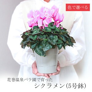 yӂ邳Ɣ[ŁzyFőIׂzԊoňĂVNq2025N11菇r V ӂ邳Ɣ[   sN 