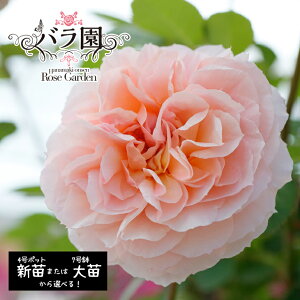 yӂ邳Ɣ[ŁzԊo IWiiu~N[Y90v IׂIVci6`7jor ci3`10j KN