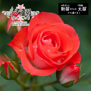 yӂ邳Ɣ[ŁzԊo IWiiuԊƂ80v IׂIVci6`7jor ci3`10j KN