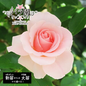 yӂ邳Ɣ[ŁzԊo ӂ邳Ɣ[  IWiiuIsA[Y2020v IׂIVci6`7jor ci3`10j KN