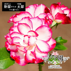 【ふるさと納税】花巻温泉バラ園 オリジナル品種「ホリデー花巻」 ＜選べる！新苗（6〜7月発送）or 大苗（3〜10月発送）＞ 薔薇