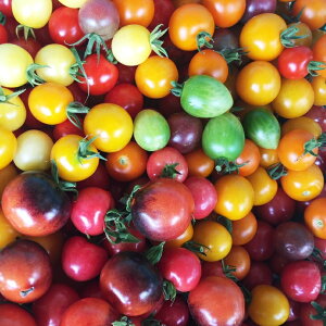 【ふるさと納税】ひばり農園たっぷり無農薬カラフル野菜《予約受付中》※6月より順次発送予定