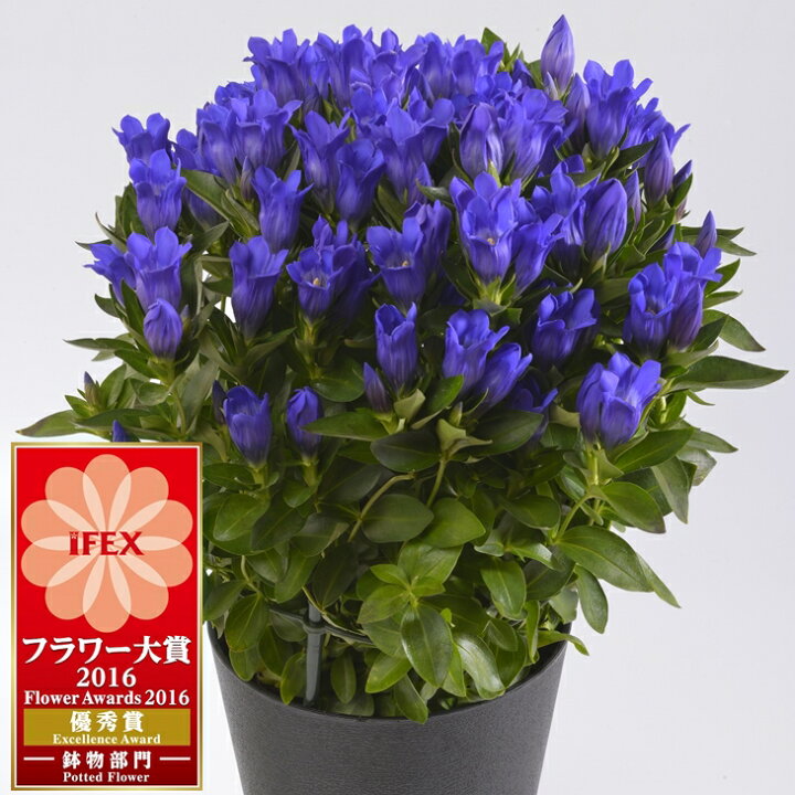 楽天市場 ふるさと納税 鉢花りんどう 花巻銀河ブルー５号鉢 母の日 ギフト お花 岩手県花巻市