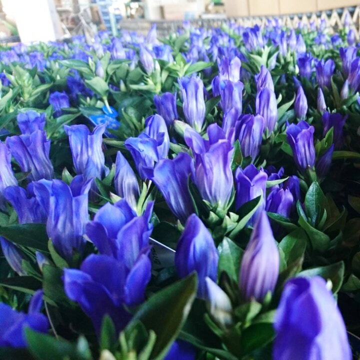 楽天市場 ふるさと納税 鉢花りんどう 花巻銀河ブルー５号鉢 母の日 ギフト お花 岩手県花巻市