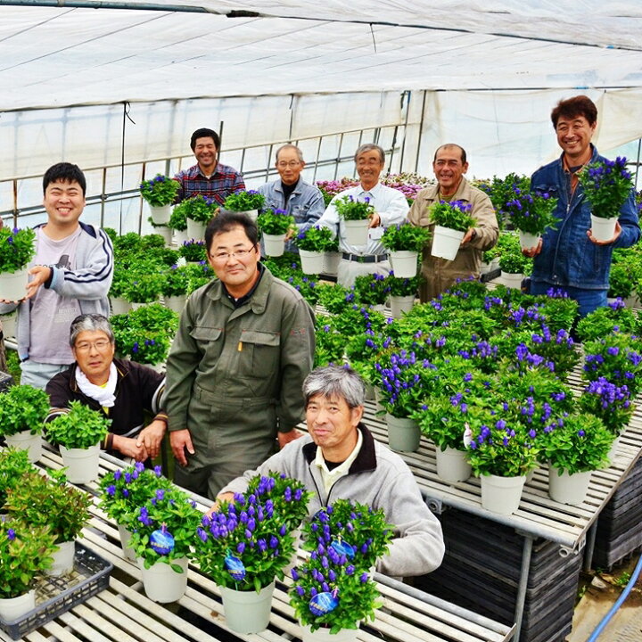 楽天市場 ふるさと納税 鉢花りんどう 花巻銀河ブルー５号鉢 母の日 ギフト お花 岩手県花巻市