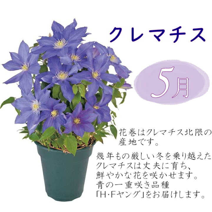 楽天市場 ふるさと納税 フラワー大賞受賞 花巻銀河ブルー いわて花巻のお花定期便 年4回 22年5月発送開始 母の日 ギフト 岩手県花巻市