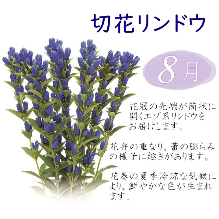 楽天市場 ふるさと納税 フラワー大賞受賞 花巻銀河ブルー いわて花巻のお花定期便 年4回 22年5月発送開始 母の日 ギフト 岩手県花巻市