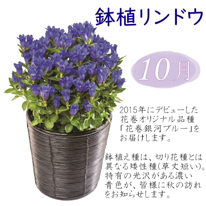 楽天市場 ふるさと納税 フラワー大賞受賞 花巻銀河ブルー いわて花巻のお花定期便 年4回 22年5月発送開始 母の日 ギフト 岩手県花巻市