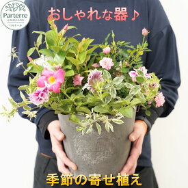 【ふるさと納税】 季節の寄せ植え 1回 又は 定期便 3ヶ月 6ヶ月 12ヶ月 から選択可能 季節 寄せ植え鉢 記念日 誕生日 結婚記念日 卒業祝い 入学祝い ギフト おしゃれ 観葉植物 ガーデニング 鉢植え 花工房パルテール (単品 日付指定可能 ※対象外期間あり)
