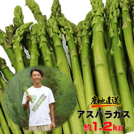 【ふるさと納税】 採りたて 夏の アスパラガス 約 1.2kg 新鮮 野菜 グリーン アスパラ 詰合せ 産地直送 国産 夏野菜 季節野菜 数量限定 不揃い サイズ アスパラ王子 石井建一 岩手県 北上市 C0511