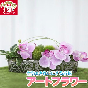 yӂ邳Ɣ[ŁzCLCɂ邨 A[gt[ ÂȃC CeA A[g IuWF 蕨  v[g 茧 ks C0050 Ƃ肦q