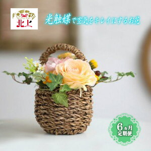 yӂ邳Ɣ[Łzy 킭킭  / 6 zCꂢɂA[gt[ L  C G} N  t[AWg G 蕨 v[g CeA rO