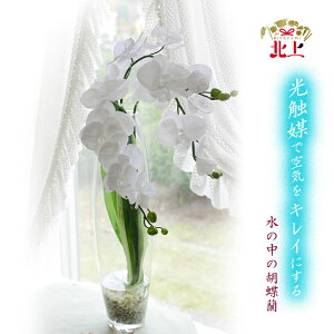 yӂ邳Ɣ[ŁzCꂢɂ ̒̌Ӓ A[gt[ L  C G} N  G 蕨 v[g CeA  rO Q gC Xg[ 