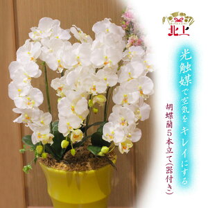 yӂ邳Ɣ[ŁzCꂢɂ Ӓ 5{  ( t ) A[gt[ L  C G} N  G 蕨 v[g j CeA  rO Ƃ肦q