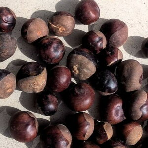 �y�ӂ邳�Ɣ[�Łz�厩�R�ň���� �Ƃ��̎� 1kg �Ȃ̎� �g�`�m�~ ��֎s ��茧