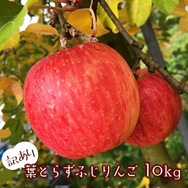 楽天市場】【ふるさと納税】訳あり 葉とらず ふじりんご 10kg サンふじ 