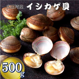 【ふるさと納税】《先行予約》 高級 幻の貝 イシカゲ貝 500g (7～9個)【期日指定不可】【 希少 貝 魚貝類 海産物 新鮮 貴重 旬 刺身 ボイル 殻付き 人気 おすすめ お取り寄せ リピート おためし 料理 冷蔵 国産 岩手 陸前高田 広田湾漁協 】 2024年6月下旬～順次発送予定