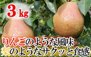 yӂ邳Ɣ[Łzy s\ / ʌ z ƒp t~bVr[eB[ ( m )  3kg y  m t[c ʕ Ö _  { lC   s[g Yn