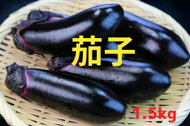 【ふるさと納税】先行予約 獲れたて 新鮮 茄子 内容量が選べる 1.5kg / 3kg 品種：黒福 [ なす ナス 野菜 夏野菜 ベジタブル 旬 人気 おすすめ 料理 野菜炒め 常温 バーベキュー アウトドア キャンプ 産地直送 国産 陸前高田市 軍見洞農園 ] 2026年7月中旬頃から発送予定