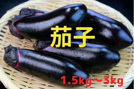 【ふるさと納税】獲れたて 新鮮 茄子 内容量が選べる 1.5kg / 3kg 品種：黒福 [ なす ナス 野菜 夏野菜 ベジタブル 旬 人気 おすすめ 料理 野菜炒め 常温 バーベキュー アウトドア キャンプ 産地直送 国産 陸前高田市 軍見洞農園 ]