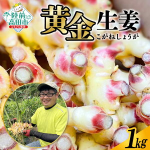 yӂ邳Ɣ[Łzs\ I eʂIׂ 500g 1kg [ I 傤 VEK WW[  {    IĂ ϋ Ð|Ђ K ώ g VI ͂I ۂ