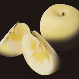 yӂ邳Ɣ[ŁzˎY JVIyAv~A~͂邩 2.5kg 8`10 x16xȏ ۏؕi ͂邩 S ь t[c ʕ k 茧Y  y2025N12{-{\