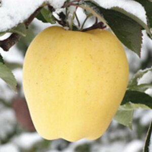 yӂ邳Ɣ[ŁzˎY JVIyA~͂邩 2.5kg 9`11 x15xȏ ۏؕi ͂邩  S ь t[c ʕ 茧Y ˎsY N y2025N12{-