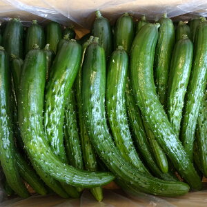 yӂ邳Ɣ[ŁzĂЂt@[̊ɂ̂ւイ A Bi 2kg/3kg/5kg/10kg Iׂe ƒp ӉZ  イ ˎsY 茧Y Y y2026N7{