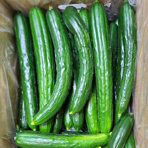 yӂ邳Ɣ[Łzɂ̂ւイ 󂠂 Ci 5kg/10kg Iׂe ƒp ӉZ  イ ˎsY 茧Y Y y2026N7{`9{ɏ\z