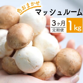【ふるさと納税】 マッシュルーム おすすめ 八幡平マッシュルーム 1kg 色はおまかせ 3ヶ月 定期便 ／ きのこ キノコ 茸 生食 サラダ パスタ おつまみ 焼く 煮る 揚げる 自宅用 家庭用 和食 洋食 スープ おまかせ 美味しい 岩手県産 ジオファーム 岩手県 八幡平市 送料無料
