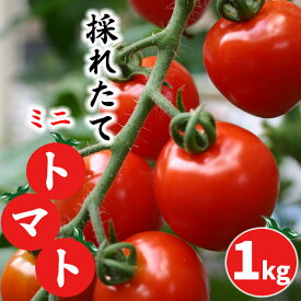 【ふるさと納税】 岩手県産 採れたて ミニトマト サマー千果 約1kg ／ トマト とまと ミニ プチトマト みにとまと 野菜 やさい 旬 新鮮 人気 夏野菜 旬野菜 季節物 小腹が空いたら お弁当 サラダ 産地直送 農家直送 オススメ おすすめ 岩手県 八幡平市 送料無料 十一代目藤助