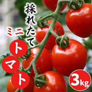 yӂ邳Ɣ[Łz 茧Y ̂ꂽ ~jg}g T}[ 3kg ^ g}g Ƃ܂ ~j v`g}g  ₳ { VN Â ܂ lC   󂢂 ٓ T_