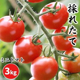 【ふるさと納税】採れたて ミニトマト サンチェリーピュア 3kg ／ 3キロ ミニトマト プチトマト とまと TOMATO 大きめ 八幡平市産 野菜 やさい サラダ リコピン 旬 新鮮 家庭用 自宅用 お取り寄せ お弁当 あまい 十一代目藤助 岩手県 八幡平市 送料無料 産地直送 農家直送