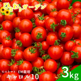 【ふるさと納税】 岩手県産 ミニトマト キャロル10 約3kg ／ トマト とまと プチトマト 夏野菜 野菜 新鮮 旬 旬野菜 サラダ トマトジュース やさい お弁当 甘い 期間限定 季節限定 人気 美味しい おすすめ 産地直送 農家直送 岩手県 八幡平市 送料無料 ひまわりガーデン