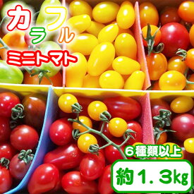 【ふるさと納税】 ミニトマト ミディトマト 岩手県産 こだわりカラフルミニトマト 1.3kg 品種はおまかせ ／ とまと トマト 夏野菜 野菜 旬野菜 新鮮 人気 おいしい 美味しい 甘い お弁当 生食 おやつ サラダ おすすめ 岩手県 八幡平市 産地直送 農家直送 送料無料 田村和大