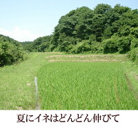 【ふるさと納税】人気沸騰中!奥州市産極上のお米ひとめぼれ20kg