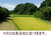 【ふるさと納税】人気沸騰中!奥州市産極上のお米ひとめぼれ20kg