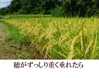 【ふるさと納税】人気沸騰中!奥州市産極上のお米ひとめぼれ20kg