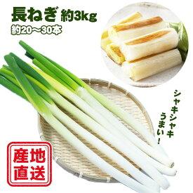 【ふるさと納税】 令和6年度産 滝沢市産 長ねぎ 約3kg 3キロ 三キロ 《Lから2Lサイズ》20本～30本程度 ネギ 長ネギ ねぎ 葱 野菜 予約 早期 受付 受け付け 大容量 白ねぎ 【滝沢産業開発株式会社】岩手県 滝沢市 送料無料