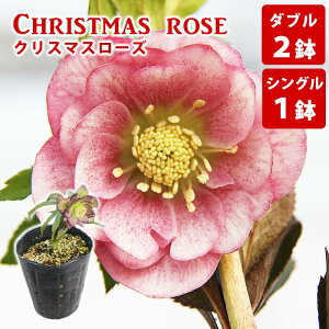 yӂ邳Ɣ[Łz NX}X[Y  VO 1 _u 2 ^  t[ c |bg NX}X [Y w{X ϗtA d d d Mtg ԃMtg v[g 