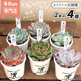 【ふるさと納税】 エケベリア おまかせ おすすめ 多肉植物 2個 4個 オリジナル交雑種 / インテリア オシャレ おしゃれ 多肉 観葉植物 植物 人気 高評価 趣味 ナチュラル 自然 かわいい ミニサイズ 玄関 室内 ガーデニング 園芸 苗 ポット苗 多肉屋GPK 岩手県 滝沢市 送料無料